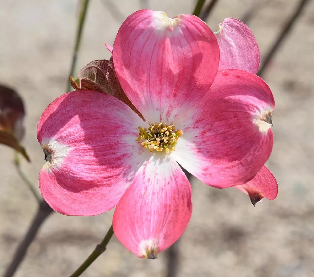 Pink Flowering Dogwood for Sale Buying & Growing Guide