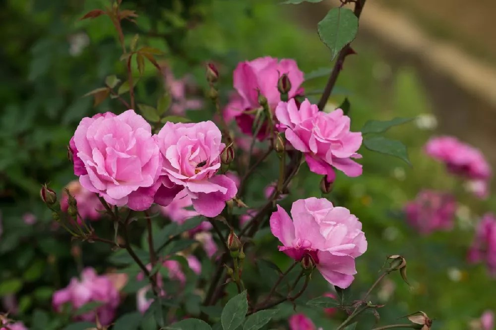 Pink Double Knockout Rose Tree for Sale Buying & Growing Guide