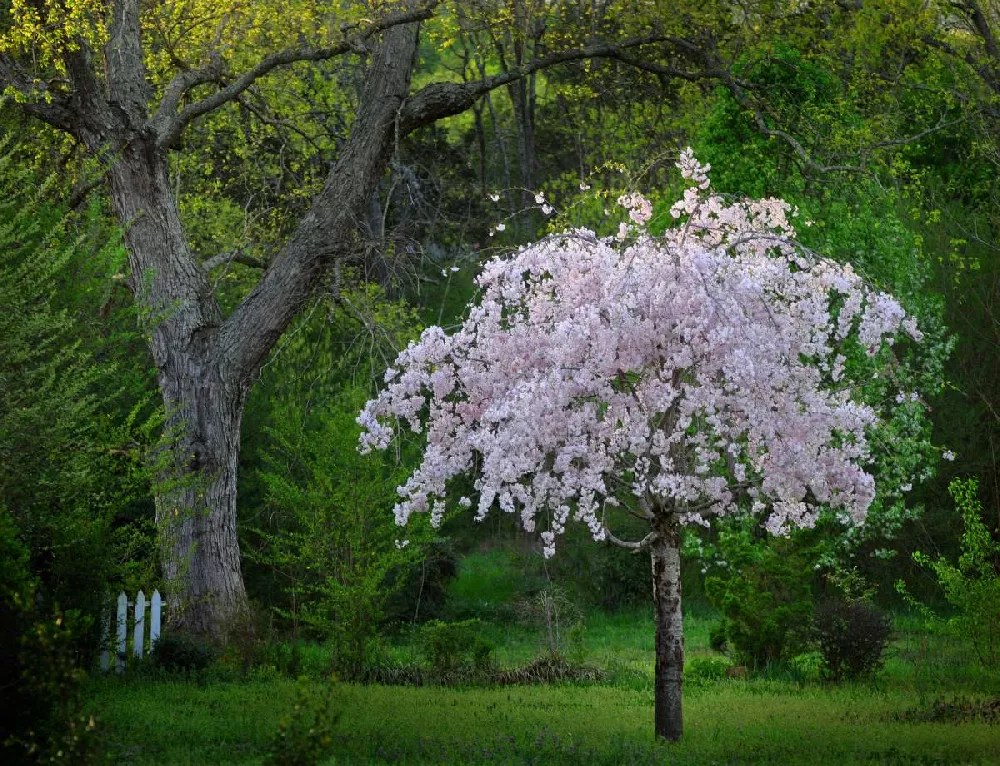 Pink Snow Showers™ Weeping Cherry Tree for Sale Buying & Growing