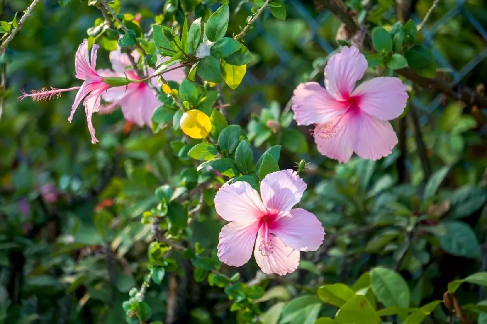 Hibiscus Trees for Sale Buying & Growing Guide
