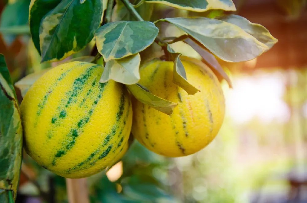 Lemon Trees for Sale Buying & Growing Guide