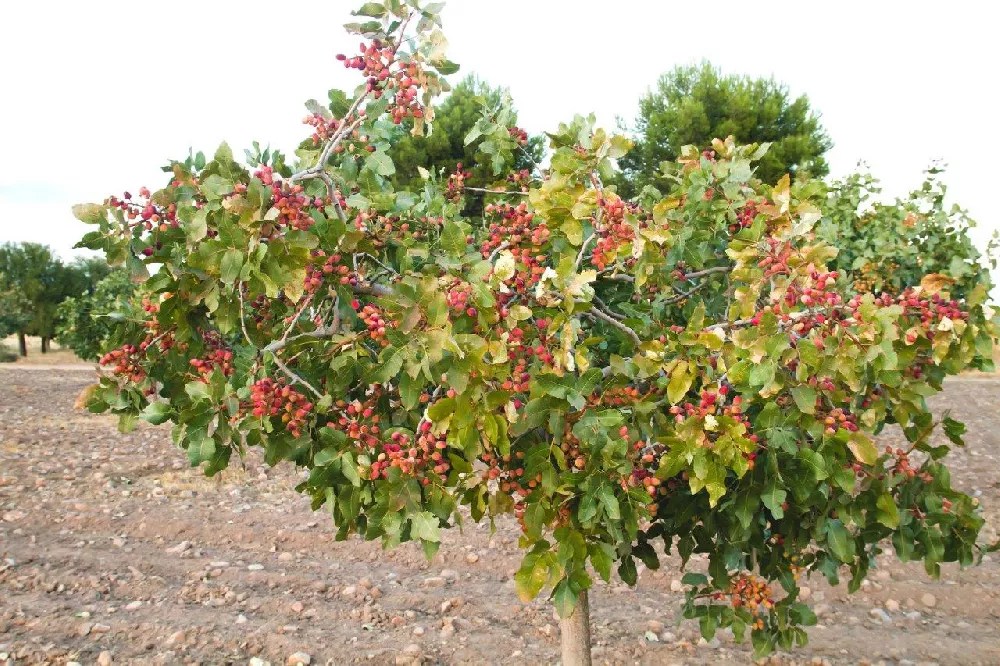 Pistachio Tree for Sale Buying & Growing Guide