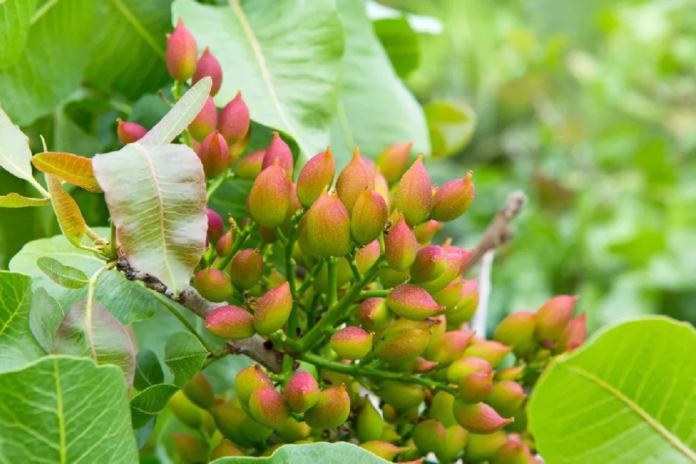 Pistachio Tree for Sale Buying & Growing Guide