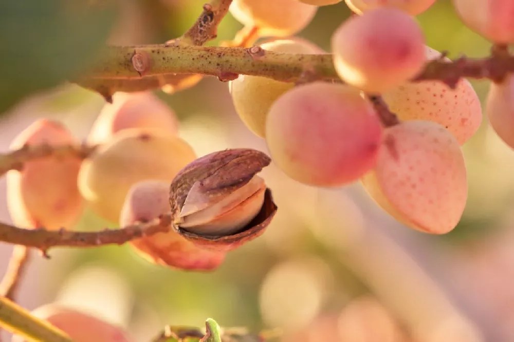 Pistachio Tree for Sale Buying & Growing Guide