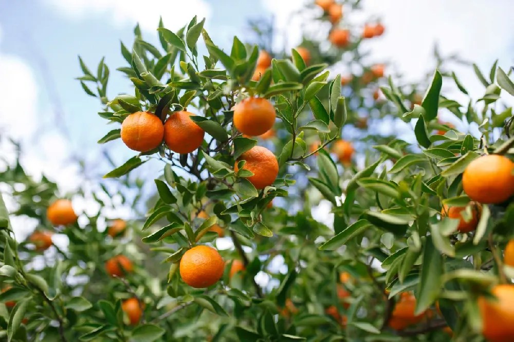 Gold Nugget Mandarin Tree for Sale Buying & Growing Guide