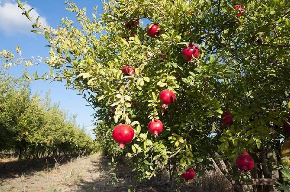 Sweet Pomegranate Trees for Sale
