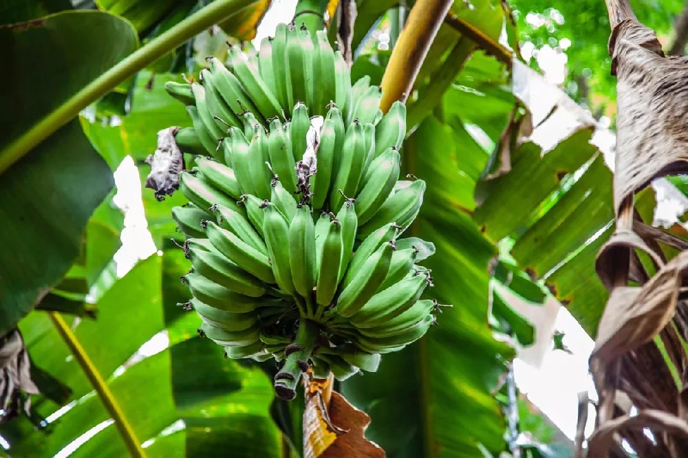 Puerto Rican Plantain Banana Tree for Sale Buying & Growing Guide