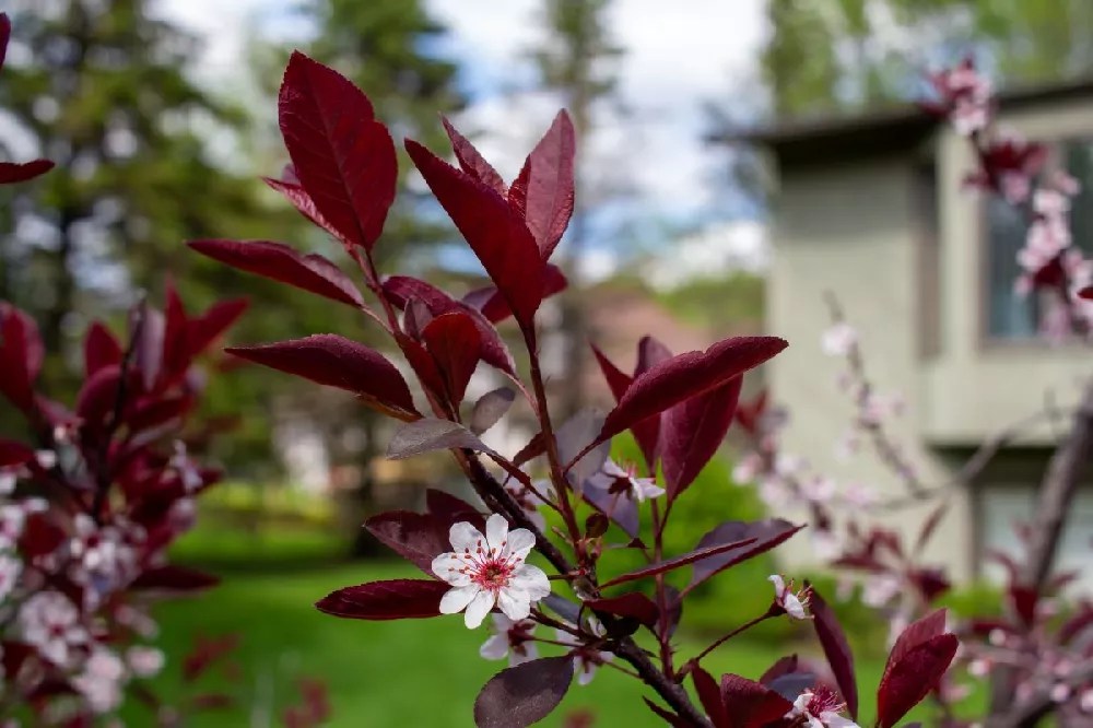 Purpleleaf Sand Cherry Shrub for Sale Buying & Growing Guide
