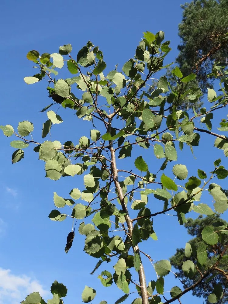Quaking Aspen for Sale Buying & Growing Guide