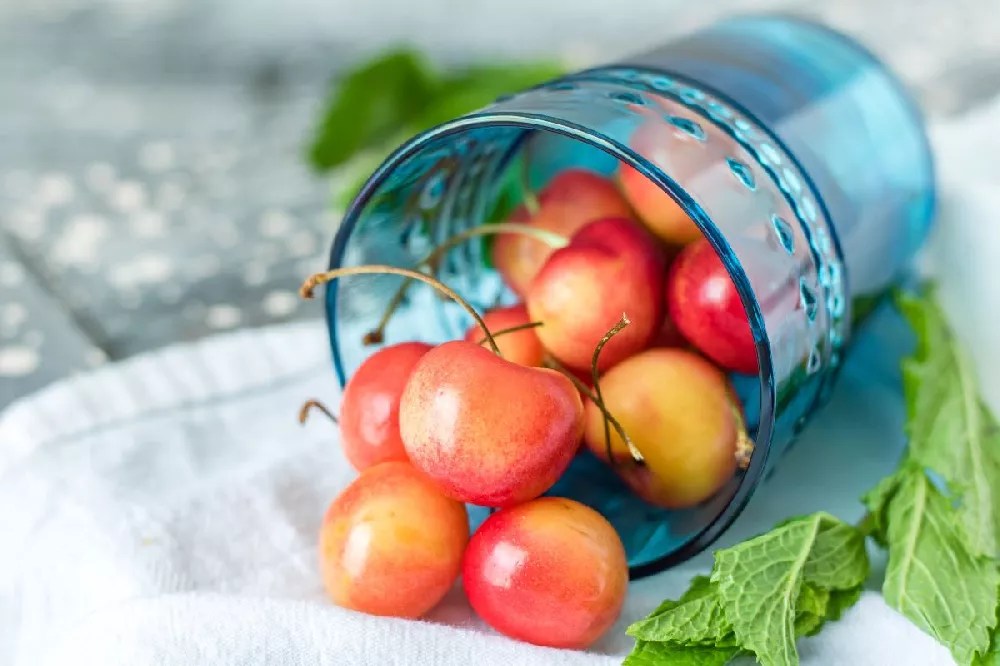 Rainier Cherry Tree for Sale Buying & Growing Guide