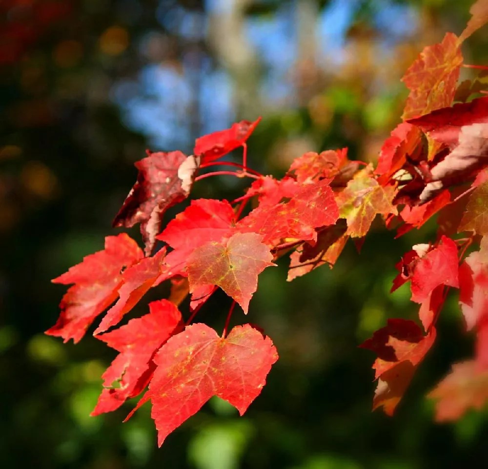 Red Sunset Maple Tree for Sale Buying & Growing Guide