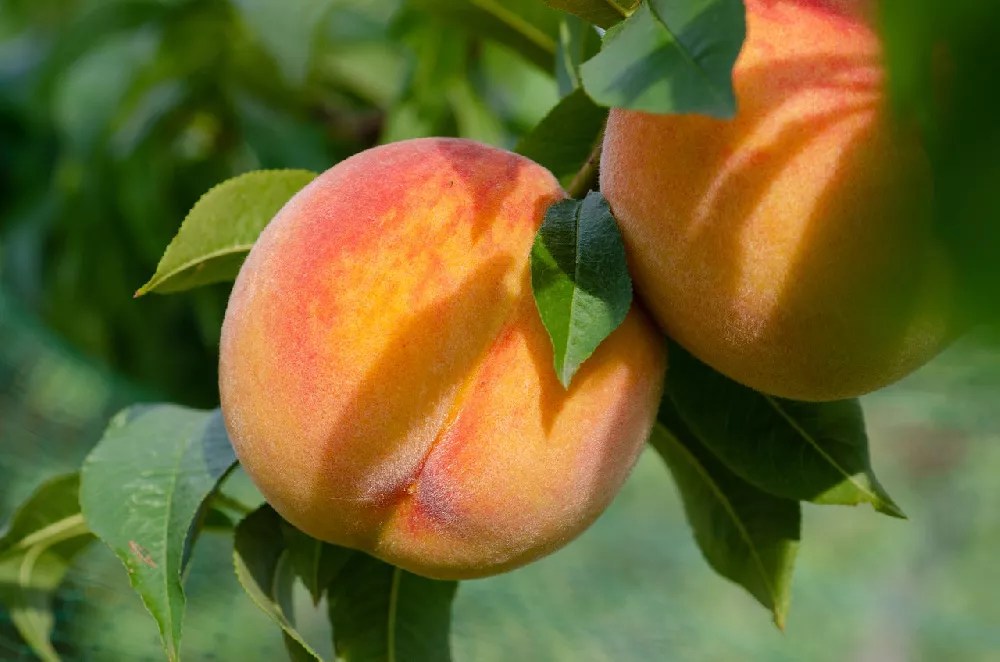 Red Baron Peach Tree for Sale Buying & Growing Guide