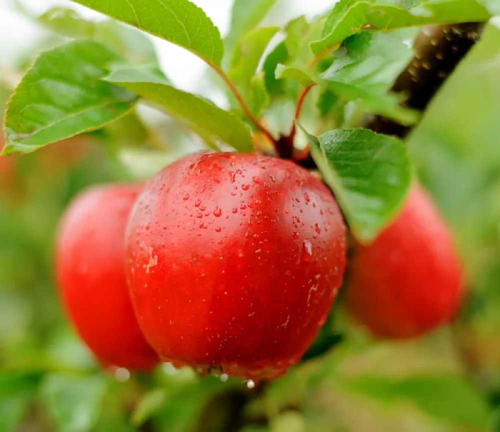 Red Delicious Apple Tree for Sale