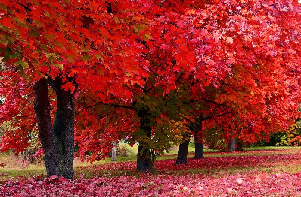 Red Sunset® Maple Tree for Sale