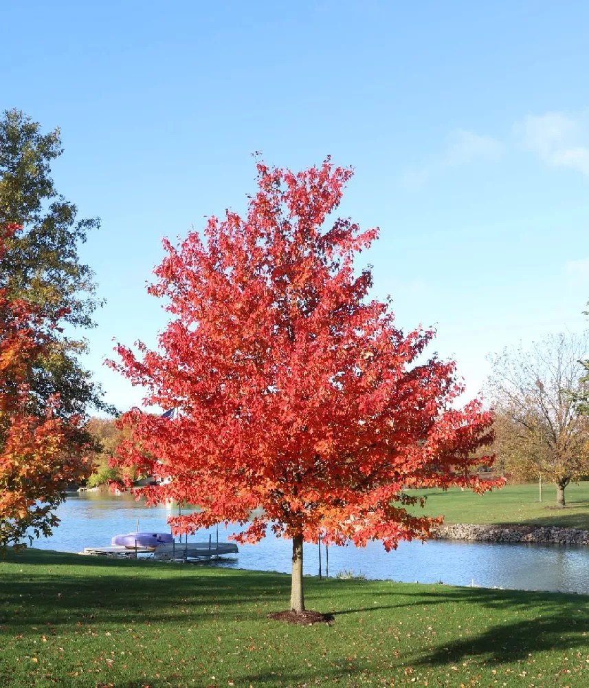 Redpointe Maple for Sale Buying & Growing Guide