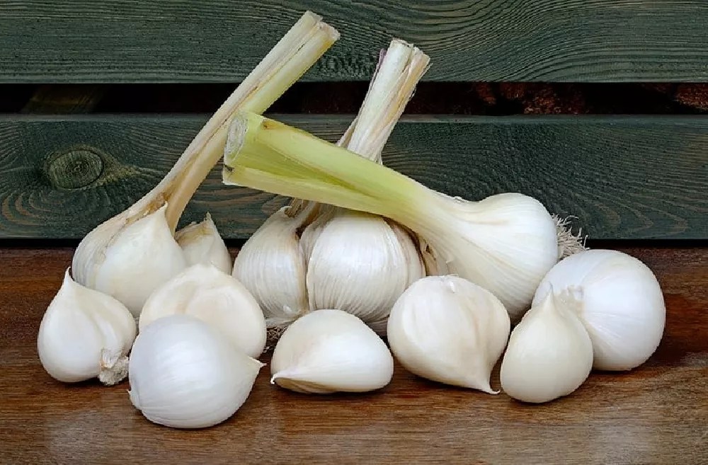 Garlic Plants for Sale Buying & Growing Guide