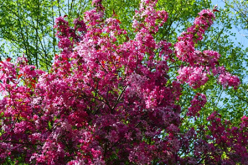 Are Crabapple Trees Bad For Dogs