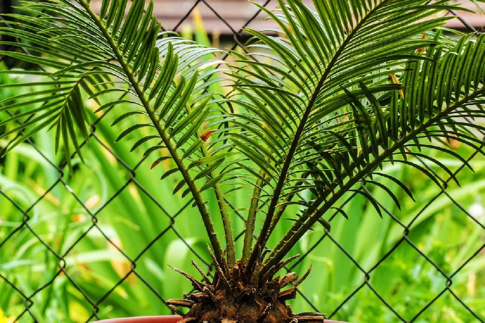 Sago Palm Tree for Sale Buying & Growing Guide