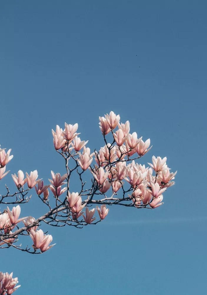 Saucer Magnolia Tree for Sale Buying & Growing Guide