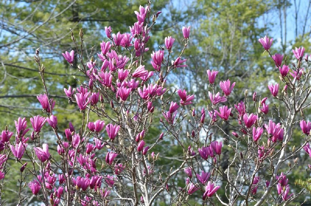 Saucer Magnolia Tree for Sale Buying & Growing Guide