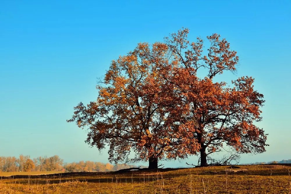 Sawtooth Oak Tree for Sale Buying & Growing Guide