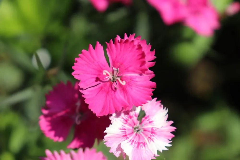 Dianthus Flowers for Sale Buying & Growing Guide