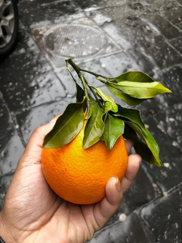 Shiranui Mandarin Tree for Sale Buying & Growing Guide