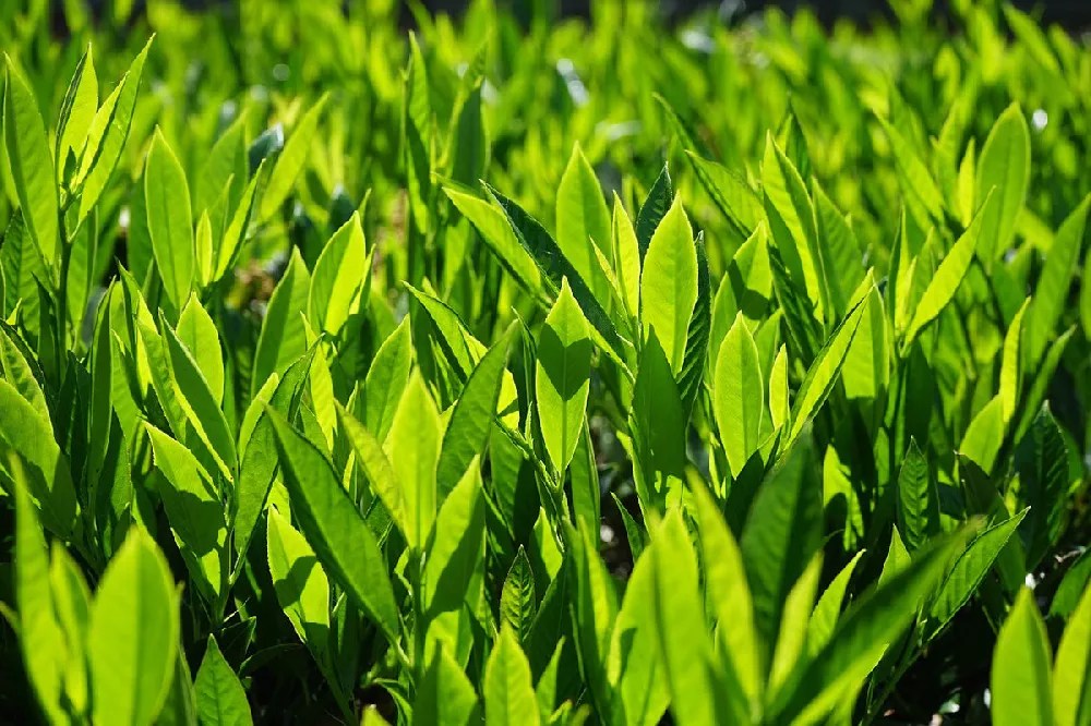 Cherry Skip Laurel Shrubs for Sale Buying & Growing Guide