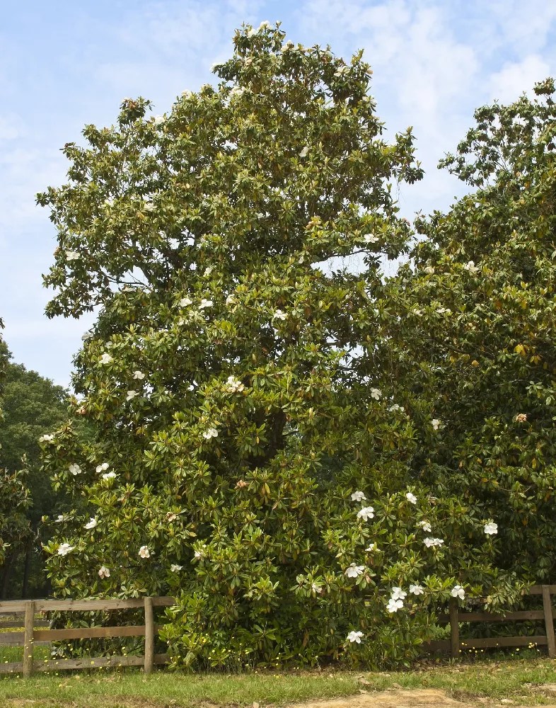 Southern Magnolia for Sale Buying & Growing Guide