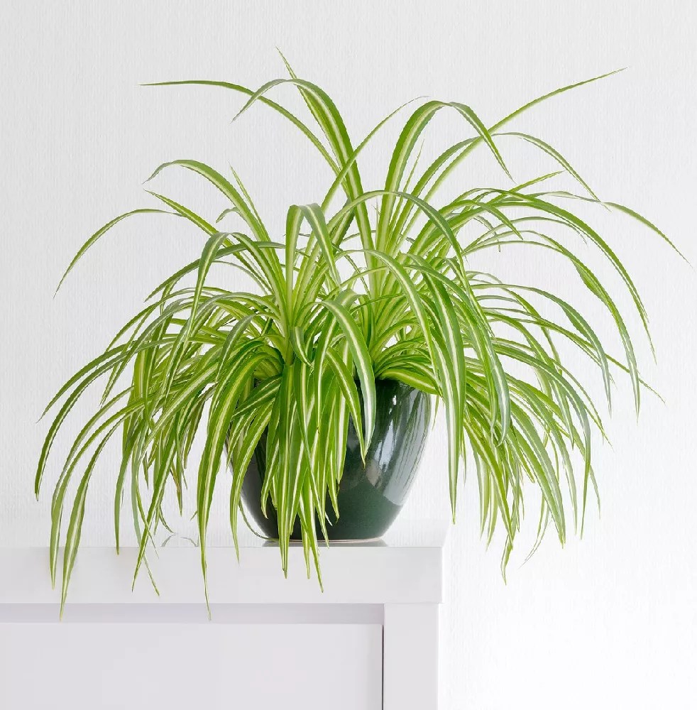 Spider Plants for Sale Buying & Growing Guide
