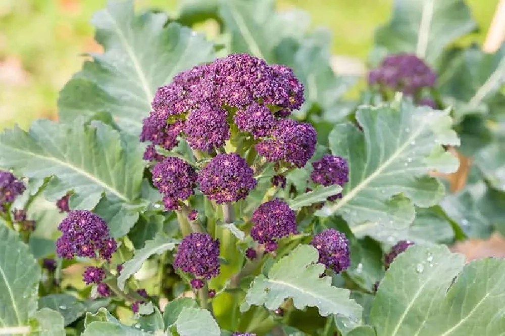 Broccoli Plants for Sale Buying & Growing Guide
