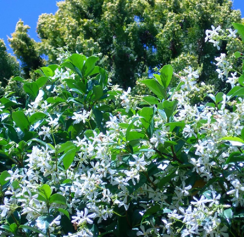 Star Jasmine for Sale Buying & Growing Guide