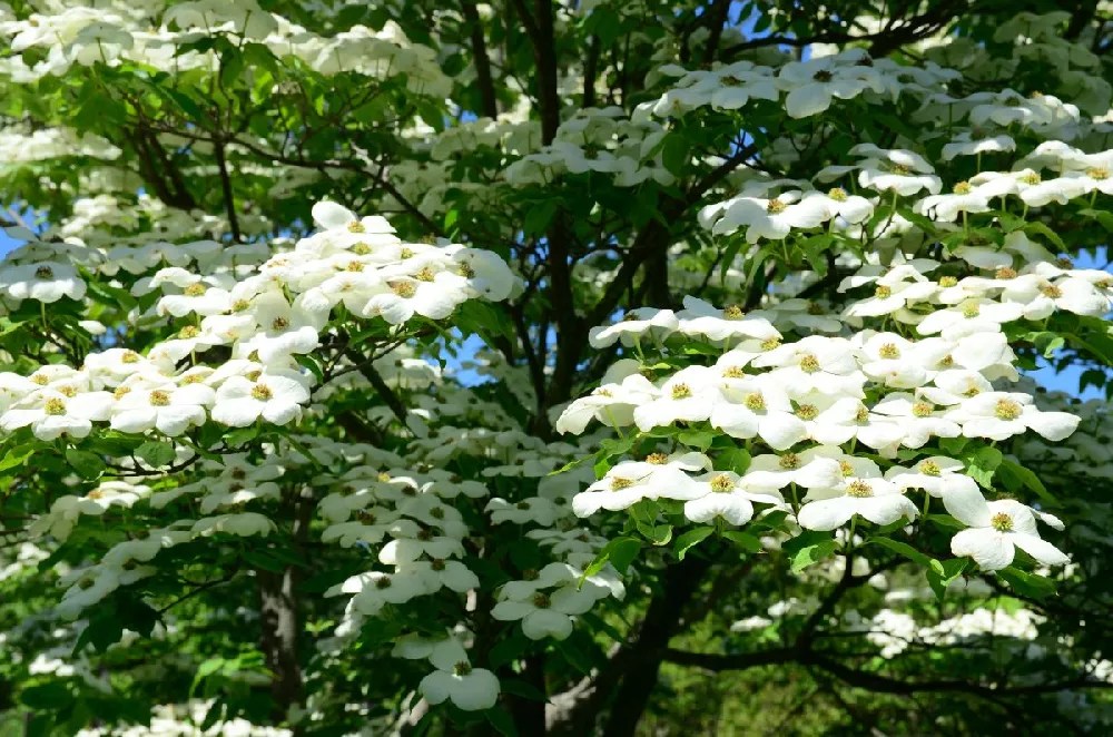 Starlight Flowering Dogwood Tree for Sale Buying & Growing Guide