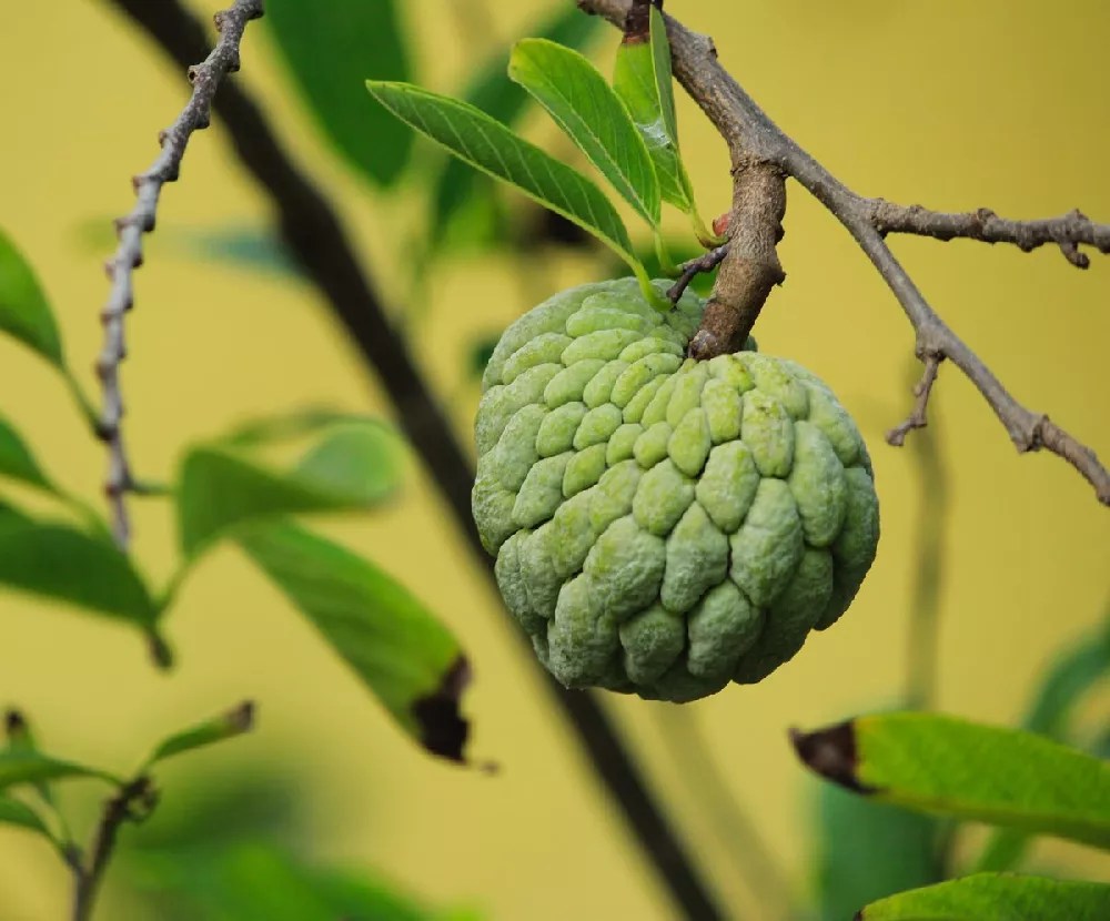 Sugar Apple Tree for Sale Buying & Growing Guide