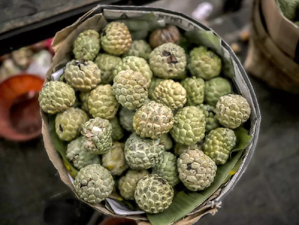 Sugar Apple Tree for Sale Buying & Growing Guide
