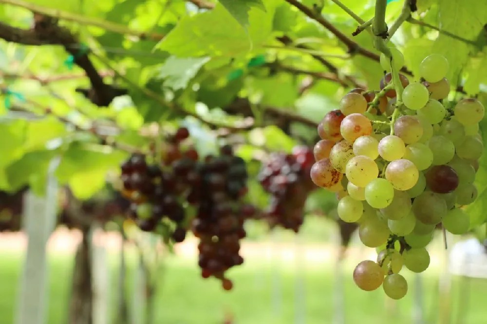 Concord Grape for Sale Buying & Growing Guide