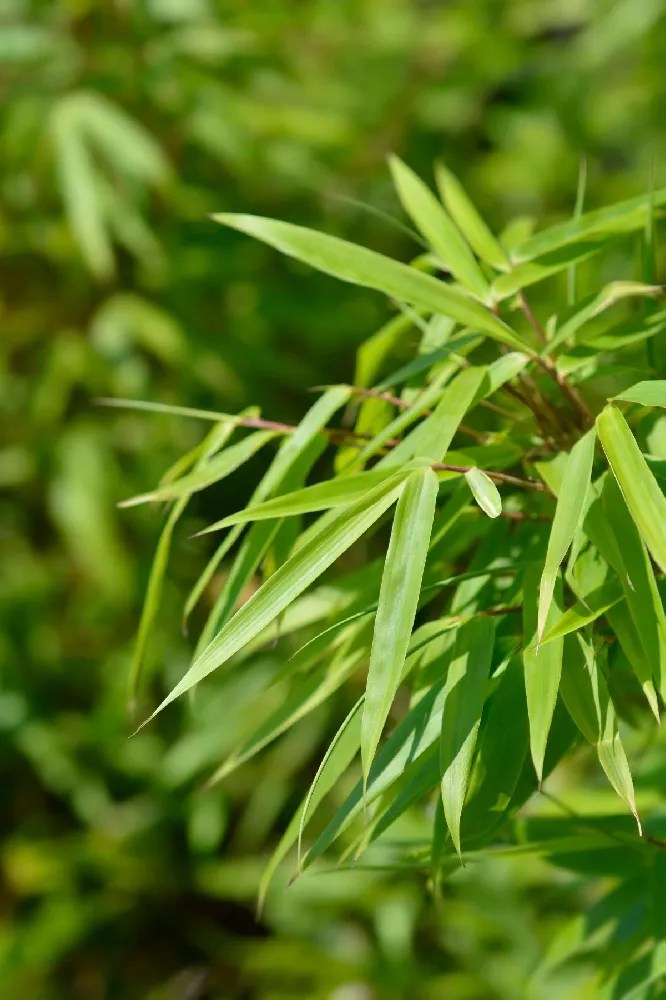 Bamboo Trees for Sale Buying & Growing Guide