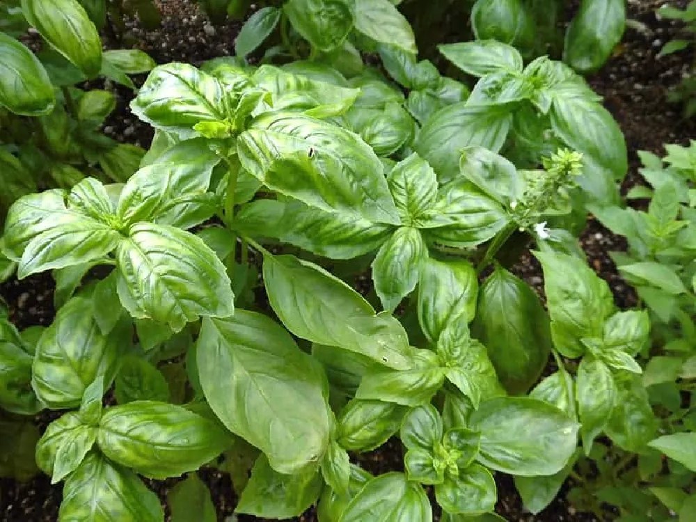 Basil Plants for Sale Buying & Growing Guide