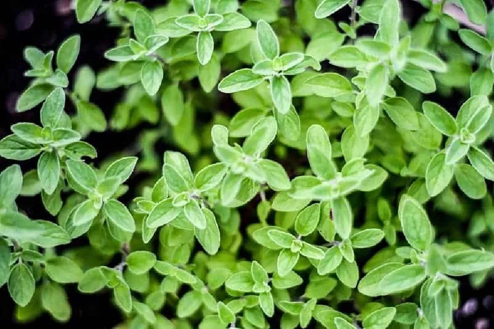 Oregano for Sale Buying & Growing Guide