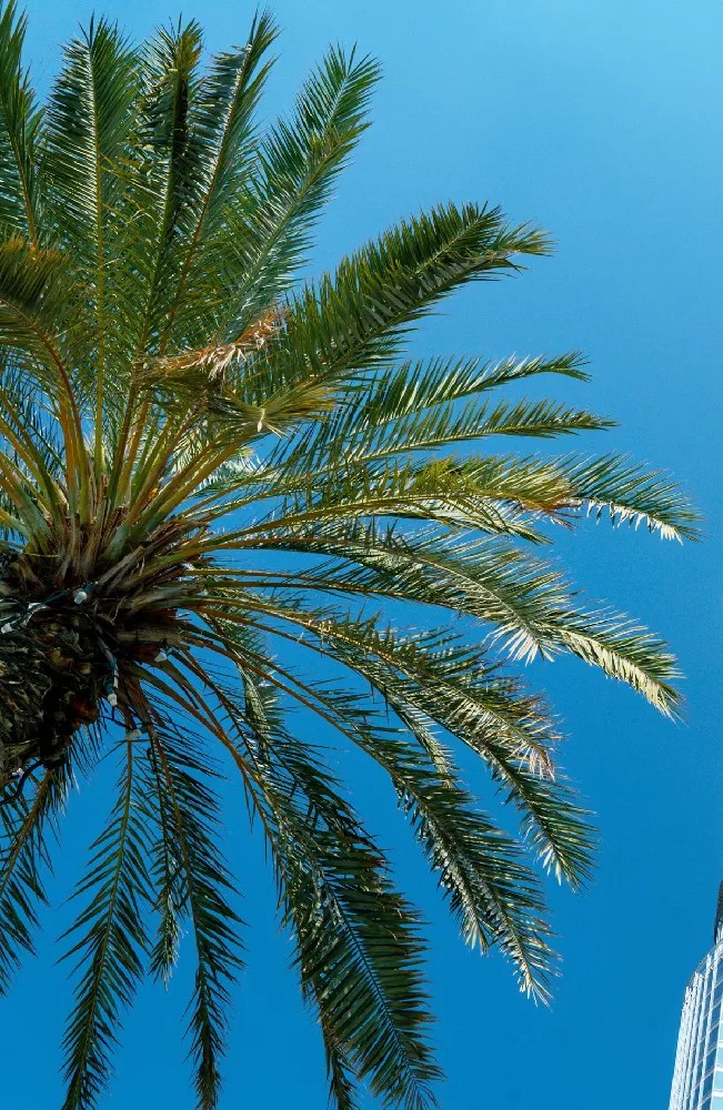 Pindo Palm Trees for Sale Buying & Growing Guide