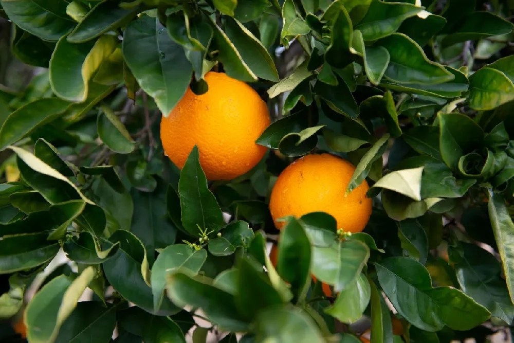 Tangelo Citrus Trees for Sale