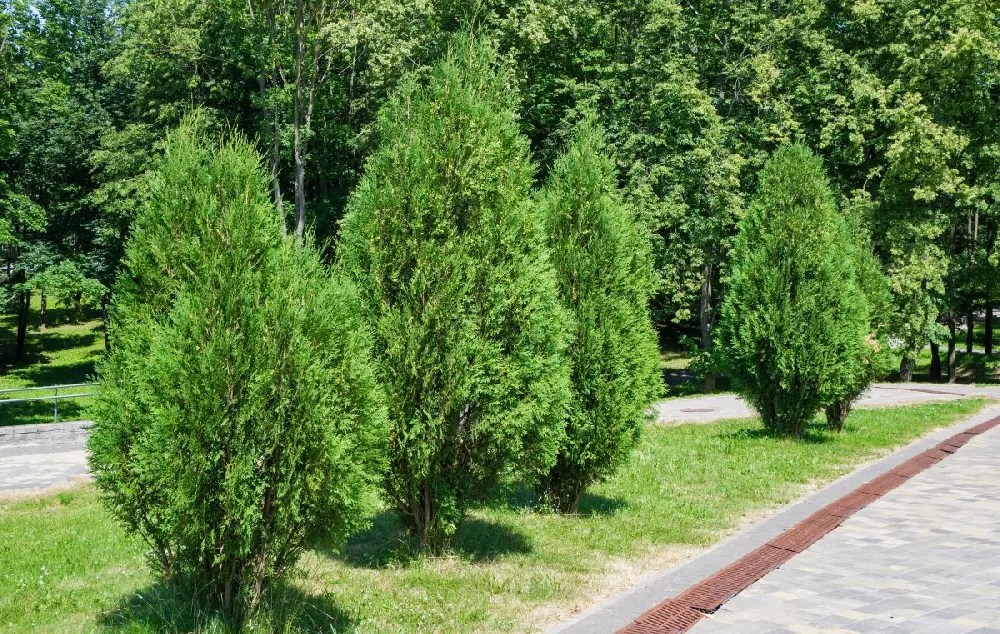 Techny Cold Hardy Thuja Tree for Sale Buying & Growing Guide