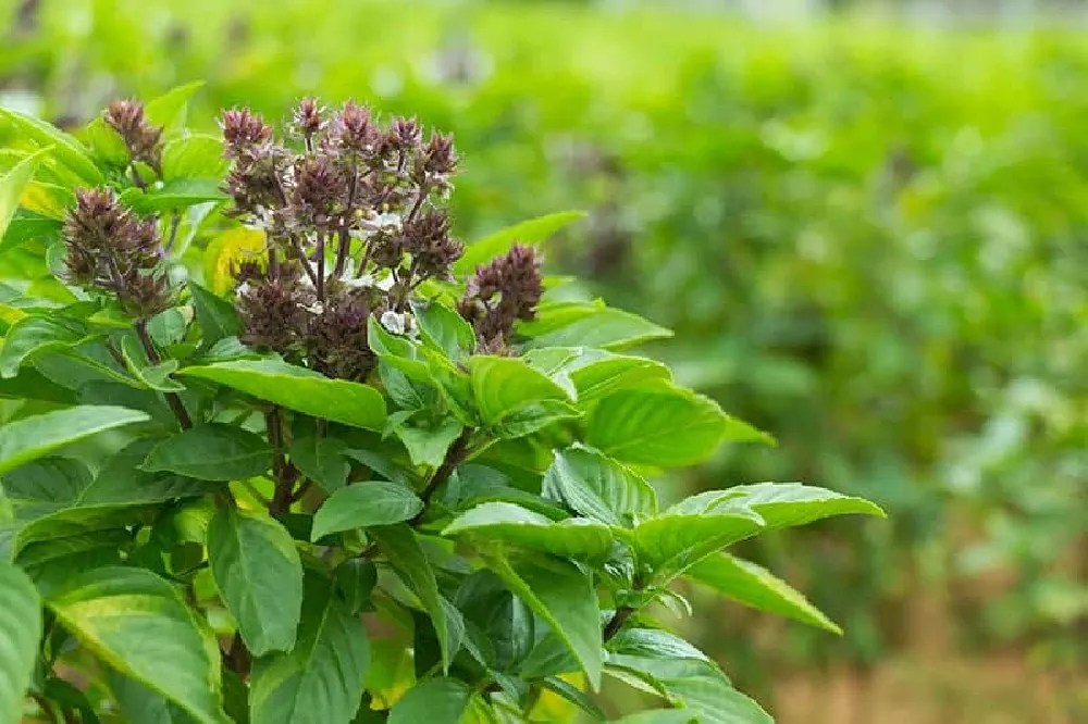 Basil Plants for Sale Buying & Growing Guide