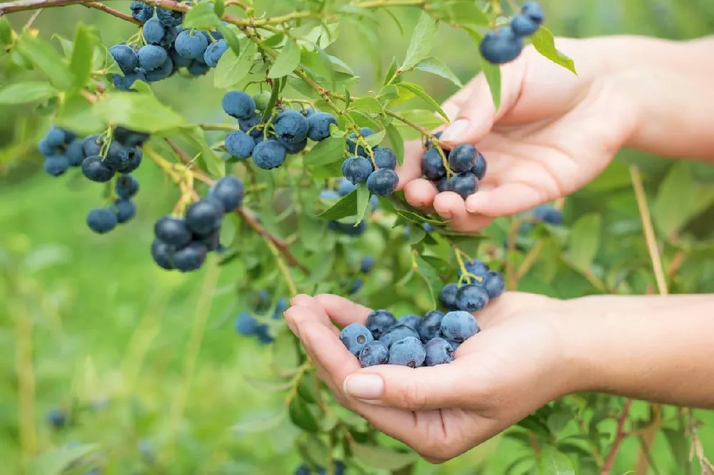 Legacy Blueberry Bush for Sale Buying & Growing Guide
