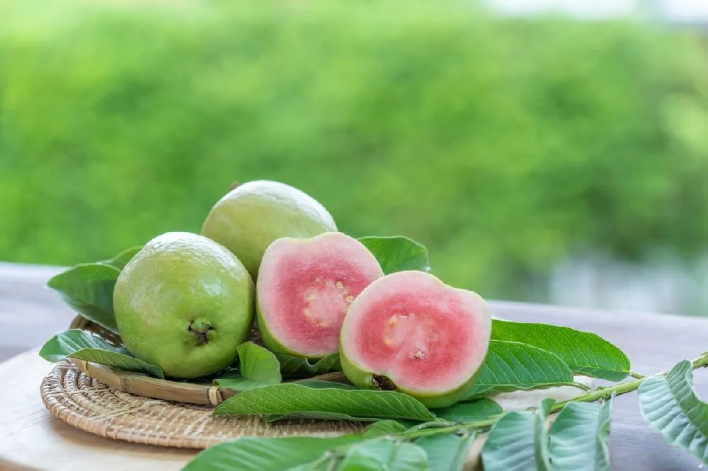 Tropical Pink Guava Tree for Sale