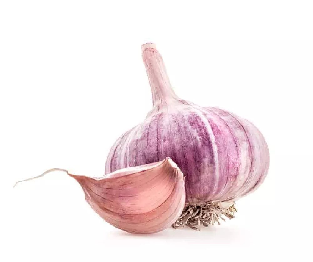 Garlic Plants for Sale Buying & Growing Guide