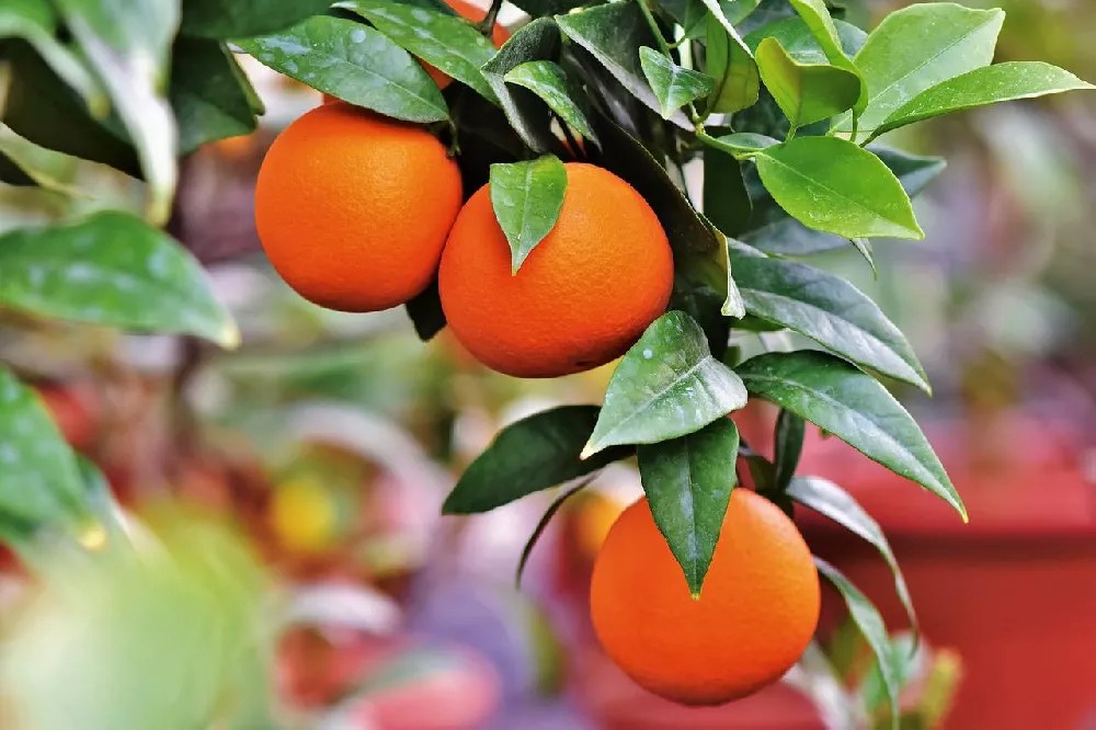 Valencia Orange Tree for Sale Buying & Growing Guide
