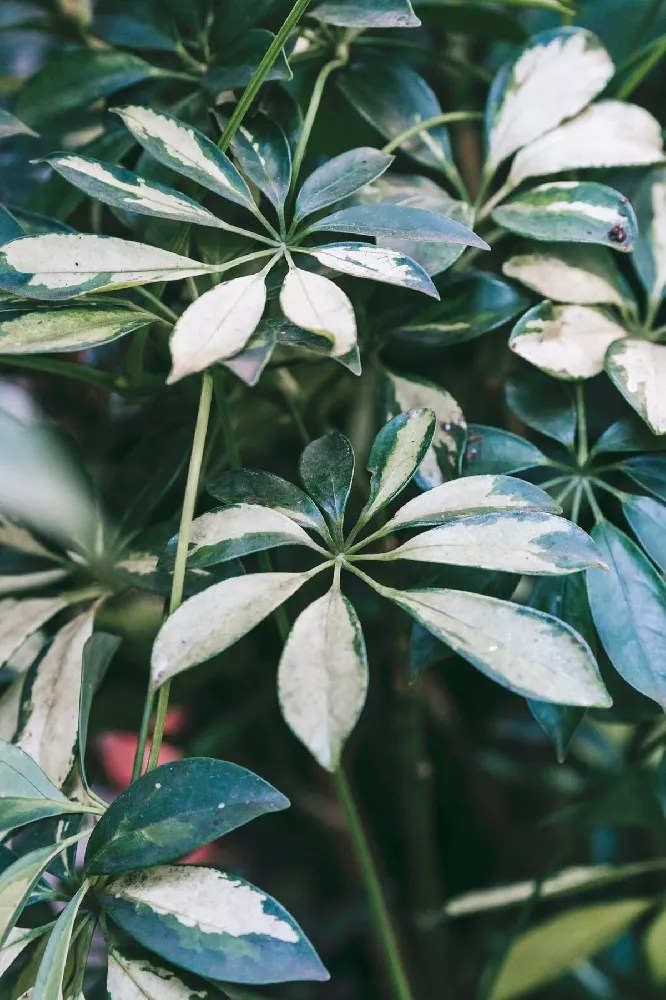 Variegated Dwarf Umbrella Tree for Sale Buying & Growing Guide