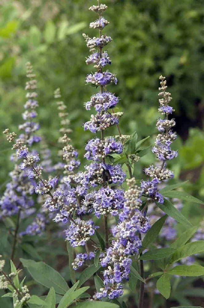 Vitex Trees for Sale Buying & Growing Guide