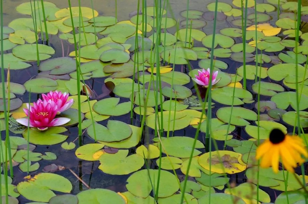 Water Lilies for Sale Buying & Growing Guide